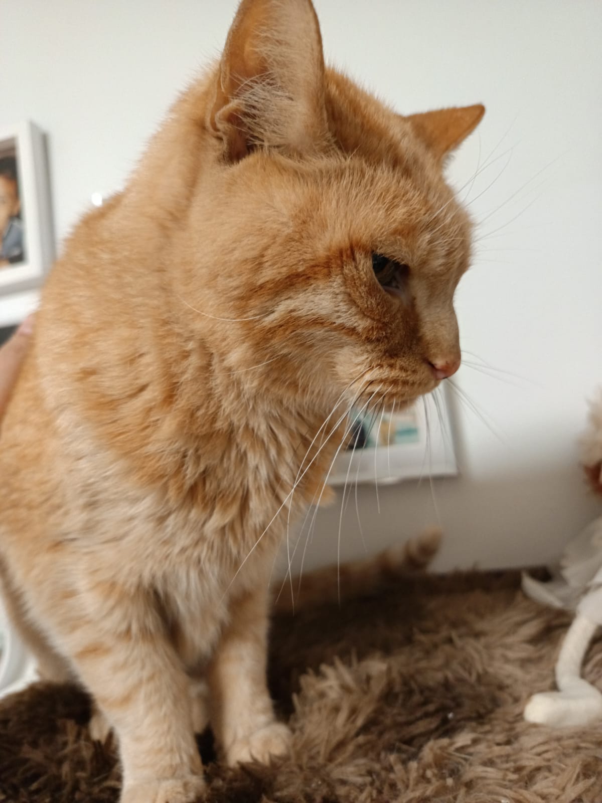 Gato