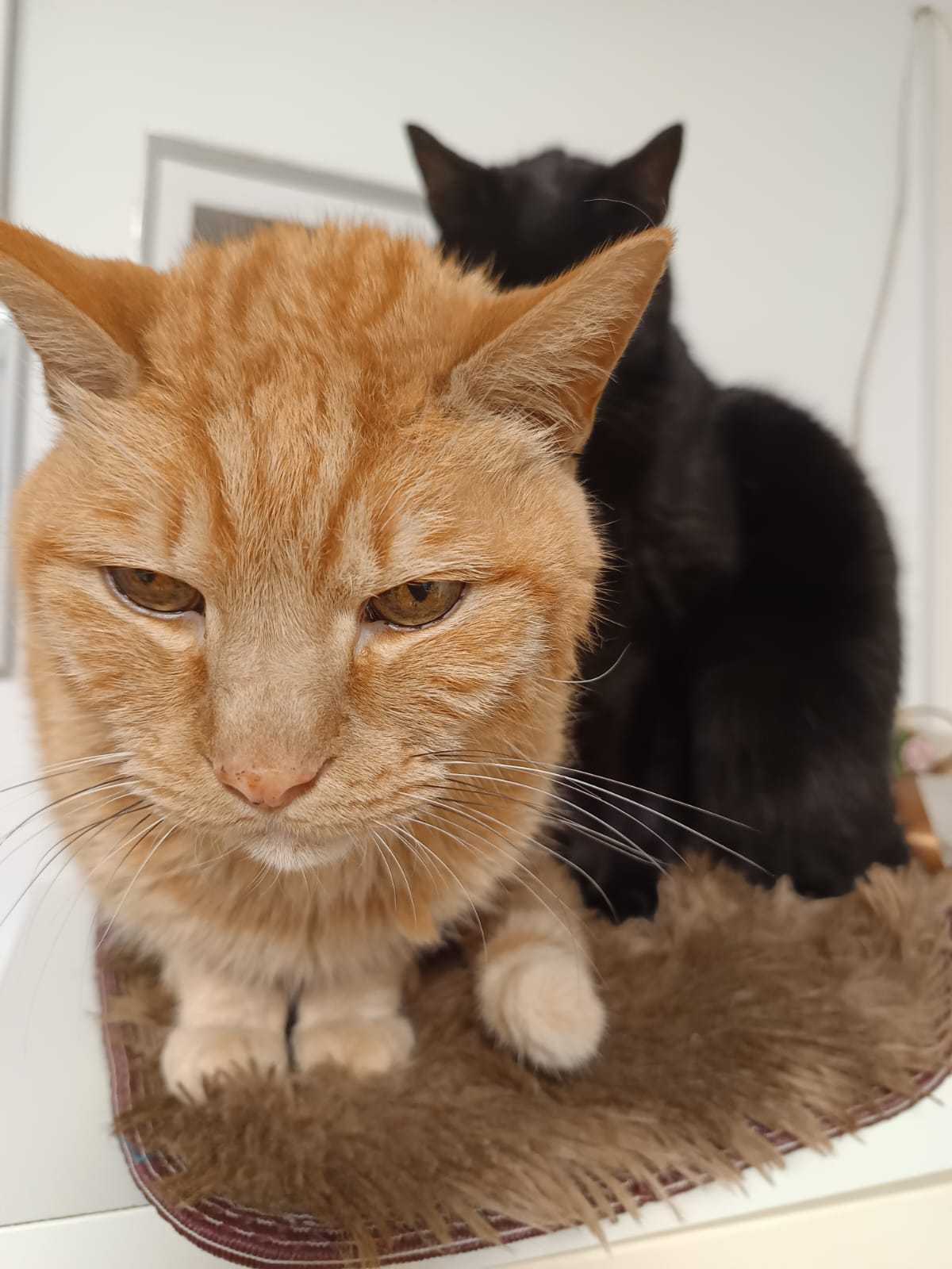 Gatos