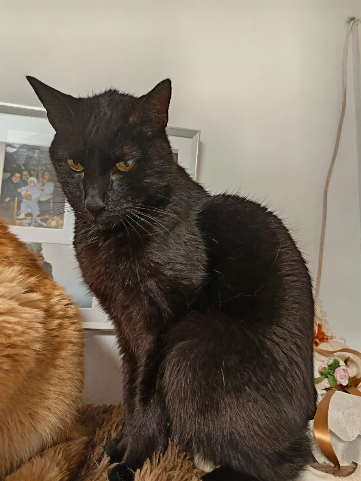 Gato negro