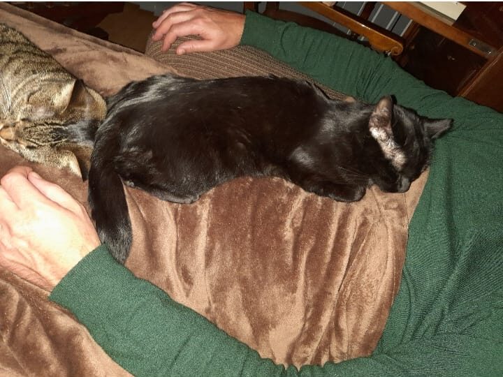 Gato tumbado
