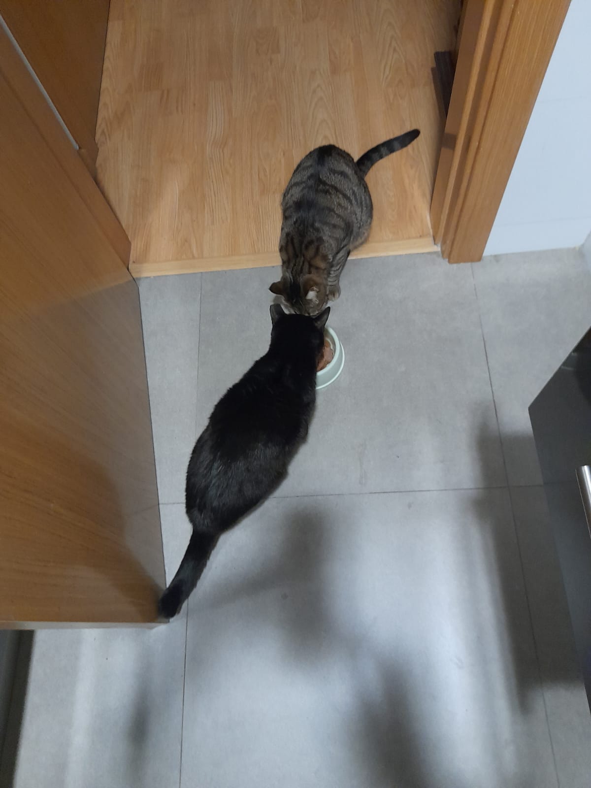Alimentación de gatos