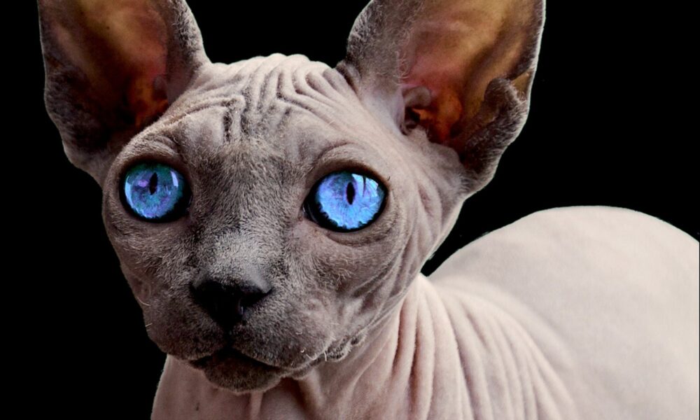Sphynx