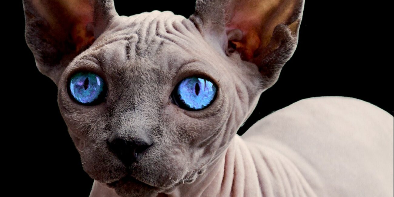 Sphynx