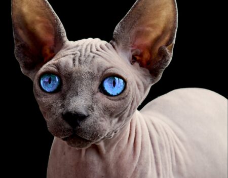 Sphynx