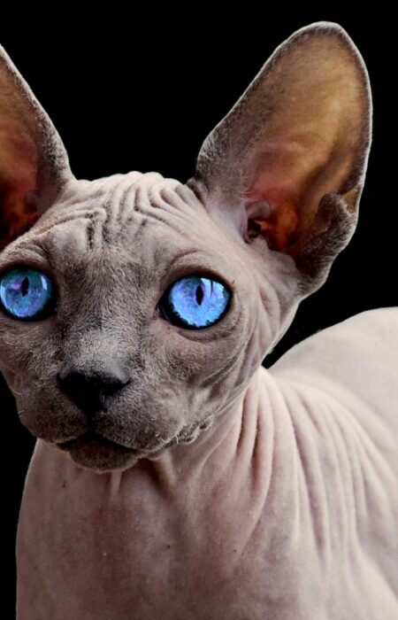 Sphynx