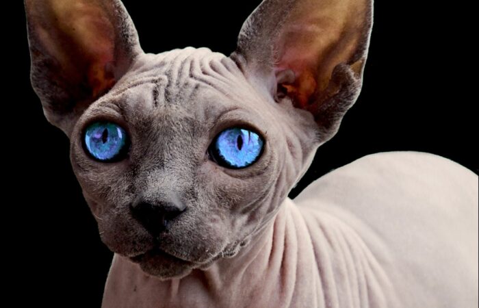 Sphynx