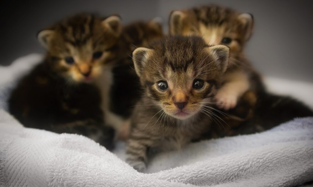 Gatitos