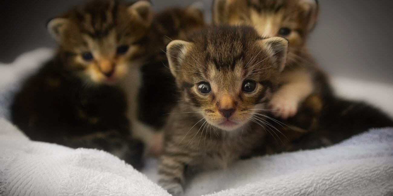 Gatitos