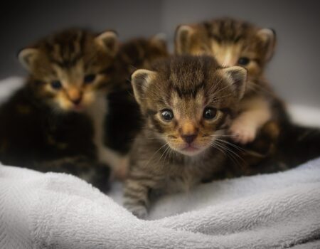Gatitos