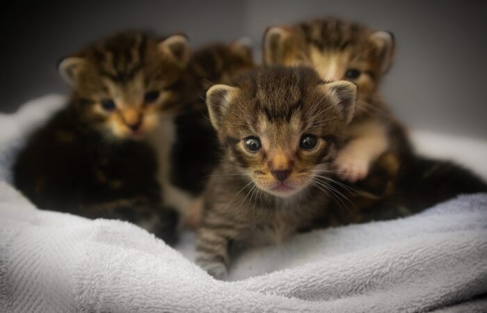 Gatitos
