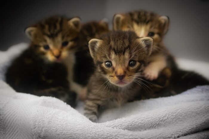 Gatitos