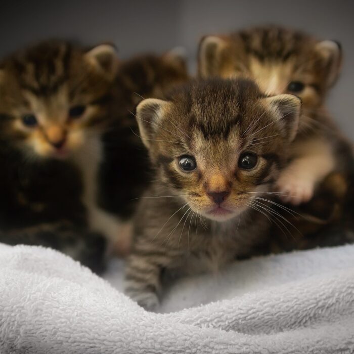 Adopción Responsable: La Importancia del Cariño Humano en la Vida de un Gato Gatitos