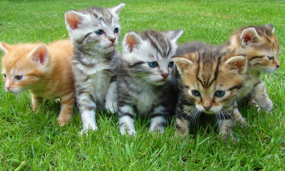 Gatitos
