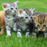 Gatitos