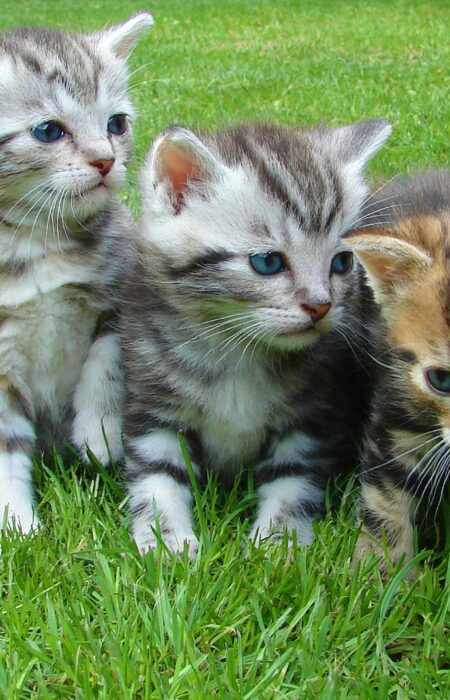 Gatitos