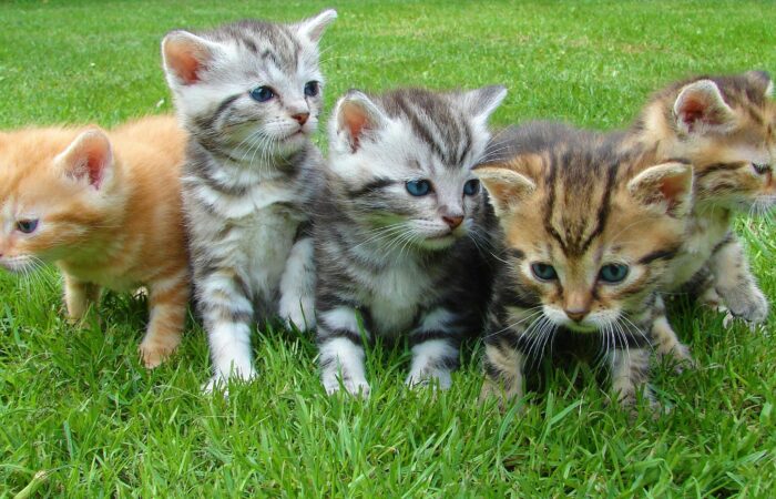 Gatitos