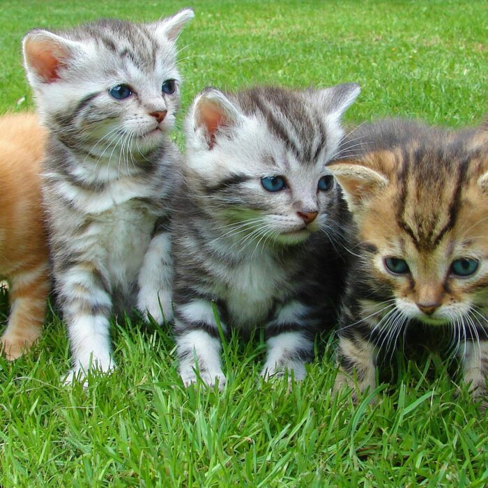 Gatitos