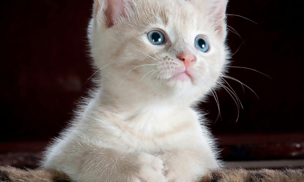 Gatita