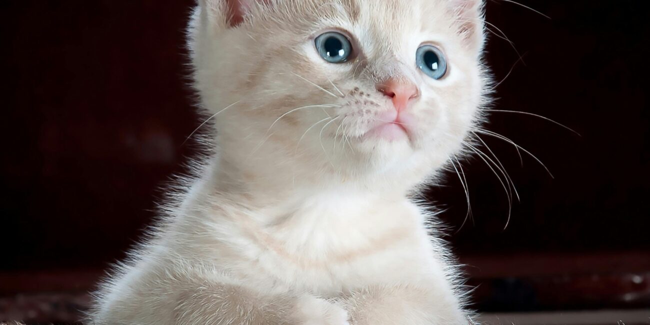 Gatita