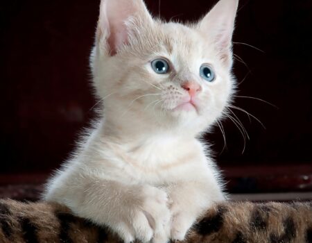 Gatita