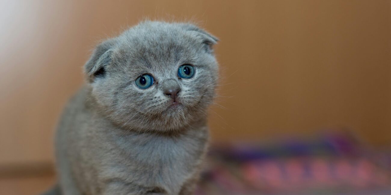 Gatito
