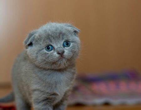 Gatito
