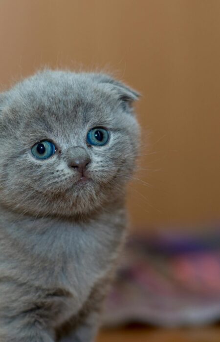 Gatito