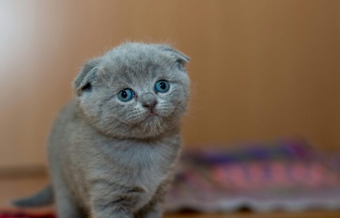 Gatito
