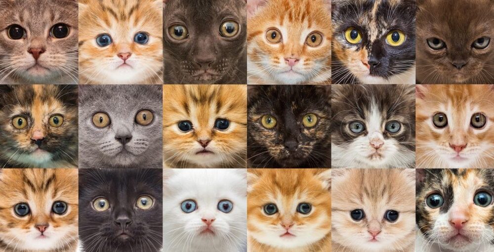 Tipos de gatos