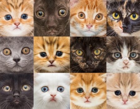 Tipos de gatos