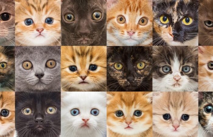 Tipos de gatos