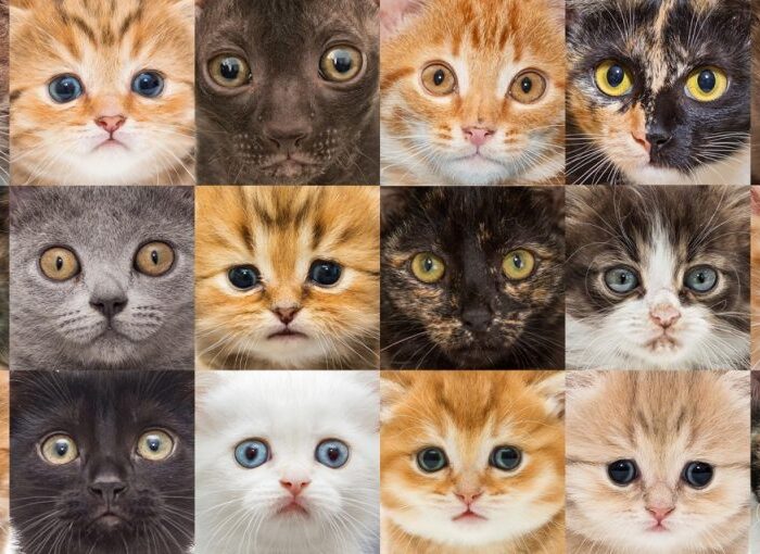 Tipos de gatos