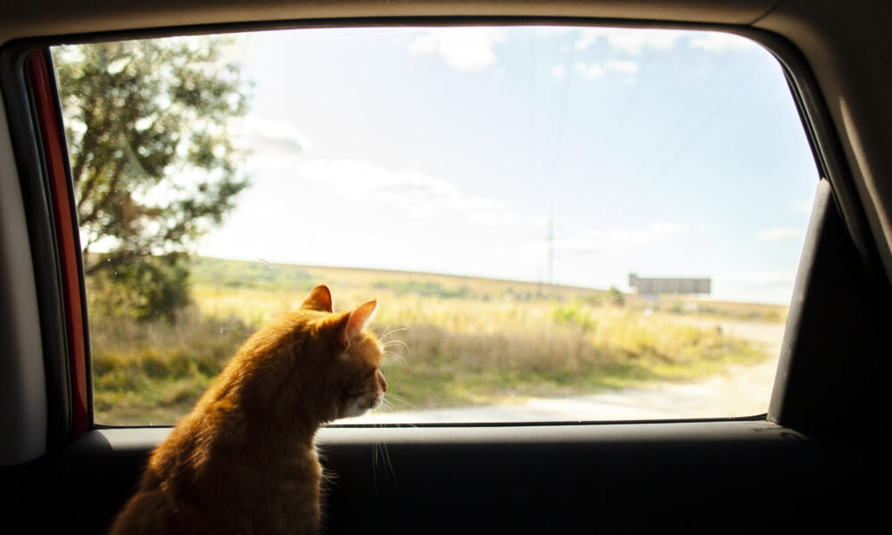 Viajando con mi gato