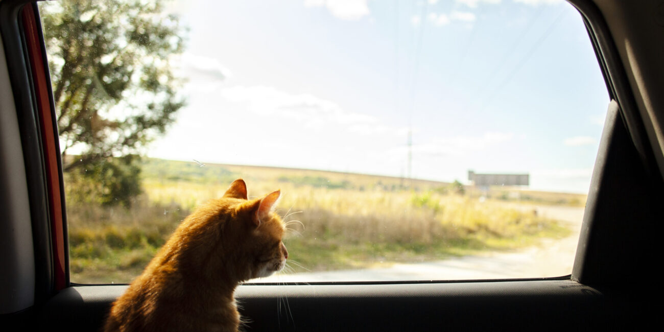 Cómo Preparar a tu Gato para un Viaje: Consejos para un Trayecto Tranquilo Viajando con mi gato
