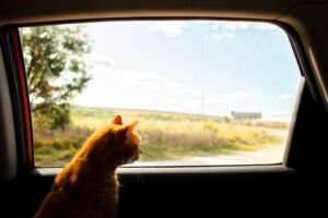 Viajando con mi gato