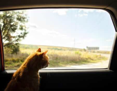 Viajando con mi gato
