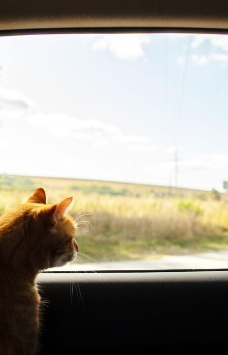 Viajando con mi gato