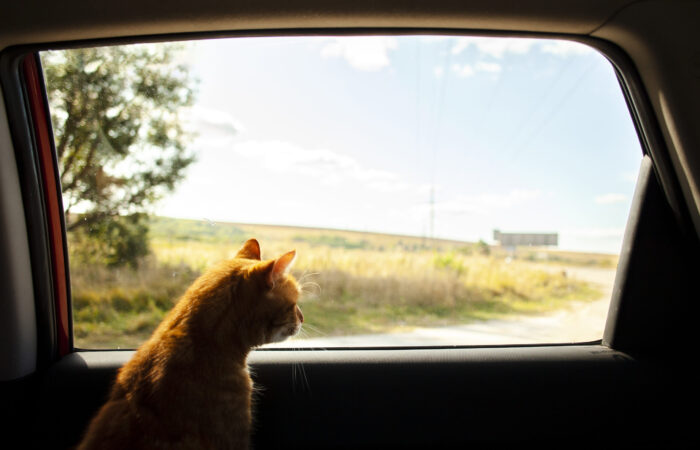 Viajando con mi gato