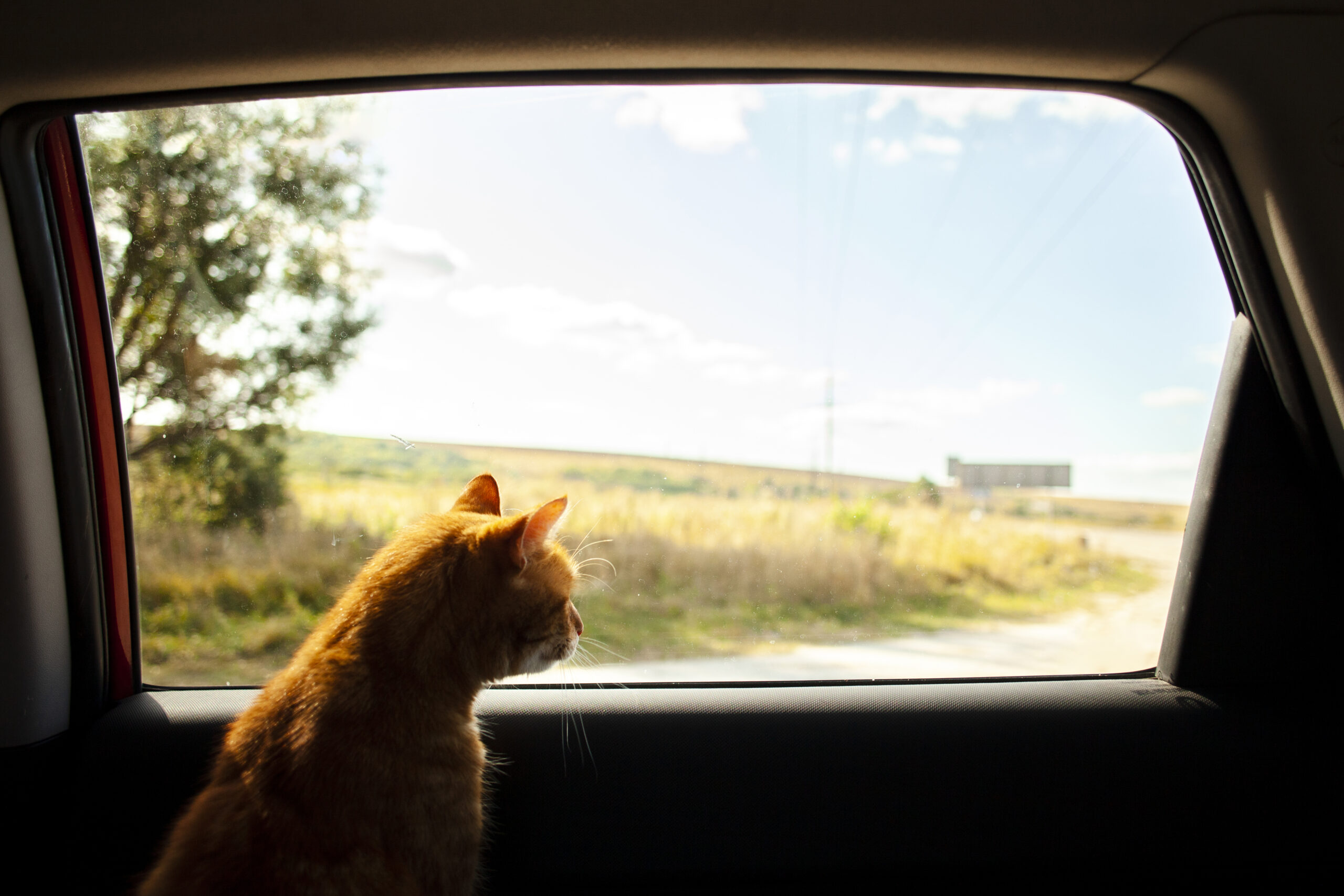 Viajando con mi gato