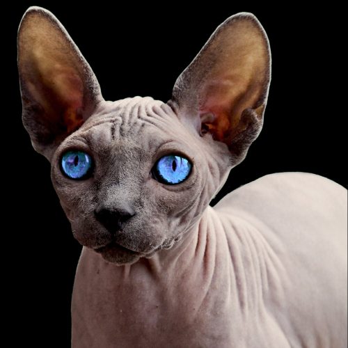 Sphynx