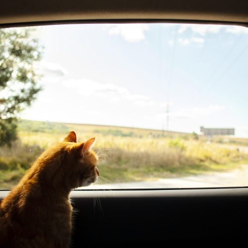 Viajando con mi gato